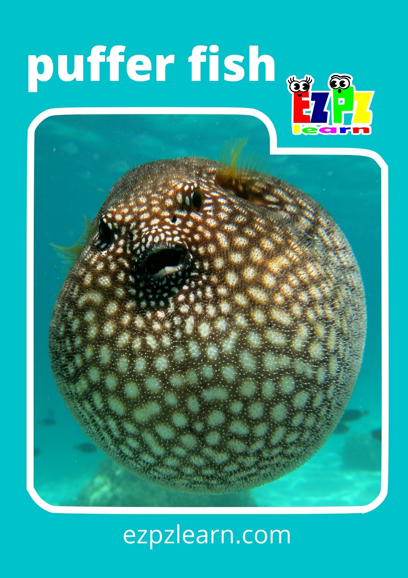 puffer fish